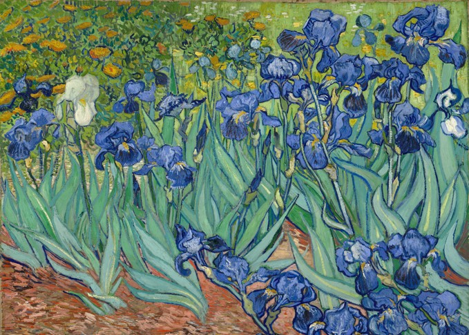 5003 Irises