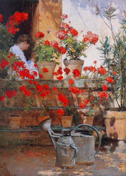 geraniums (2) 