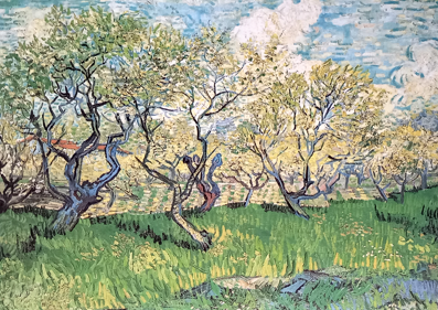 Orchard with blossoming plum trees